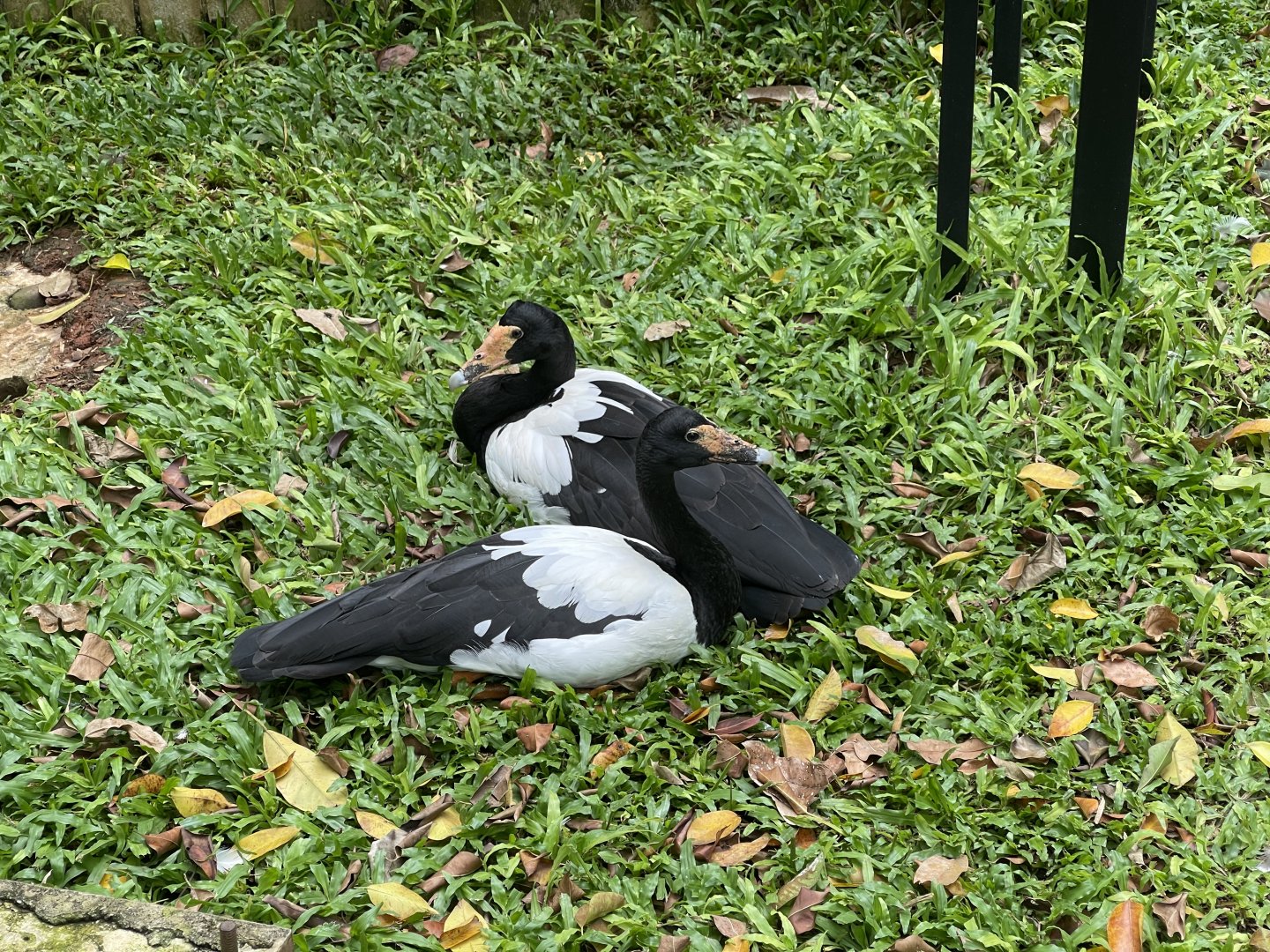 wallacea & sahul -  magpie goose (anseranas semipalmata) - taman burung