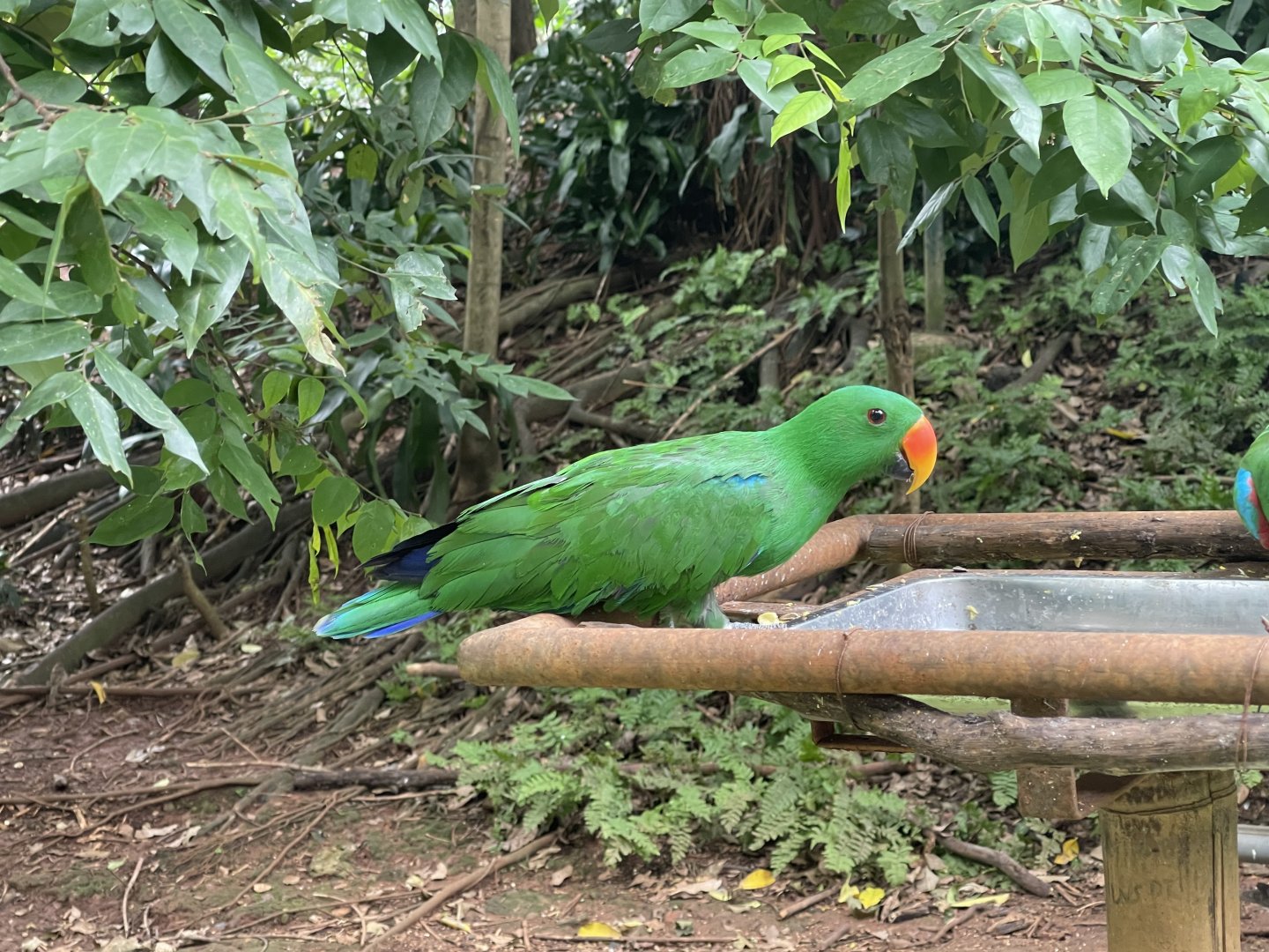 wallacea & sahul - male moluccan electus (eclectus rotatus) (1) - taman burung