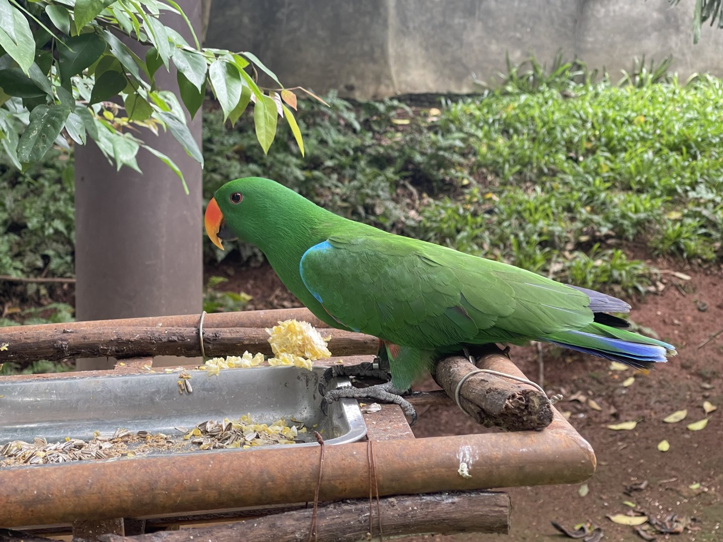 wallacea & sahul - male moluccan electus (eclectus rotatus) (2) - taman burung