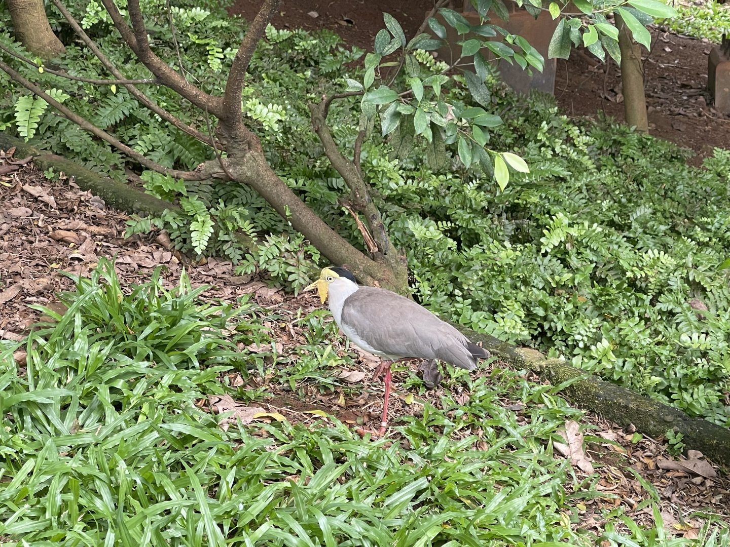 wallacea & sahul - masked lapwing (vanellus miles) - taman burung