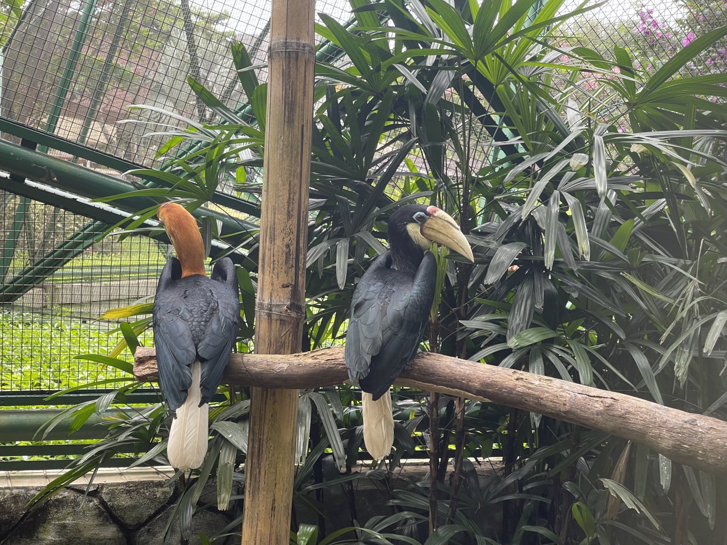 wallacea & sahul - papuan hornbill (rhyticeros plicatus) - taman burung