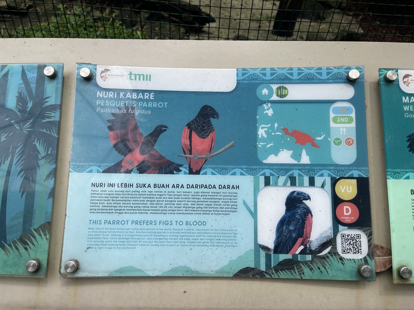 wallacea & sahul - pesquet's parrot (psittrichas fulgidus) - taman burung