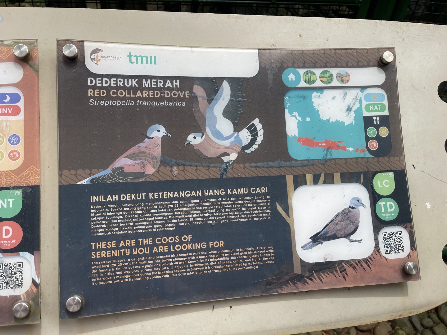 wallacea & sahul - red collared dove signage - taman burung