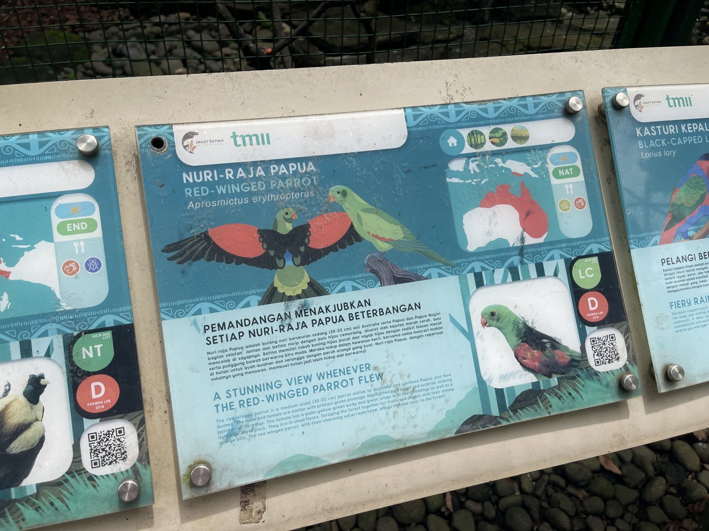 wallacea & sahul - red-winged parrot signage - taman burung