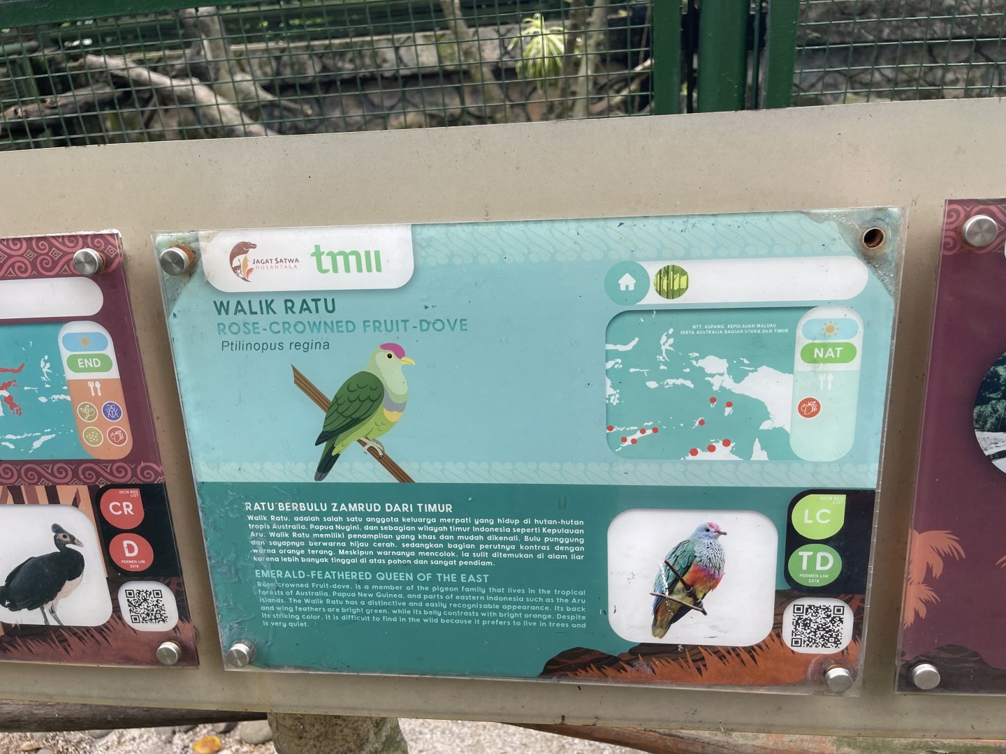 wallacea & sahul - rose-crowned fruit dove signage - taman burung