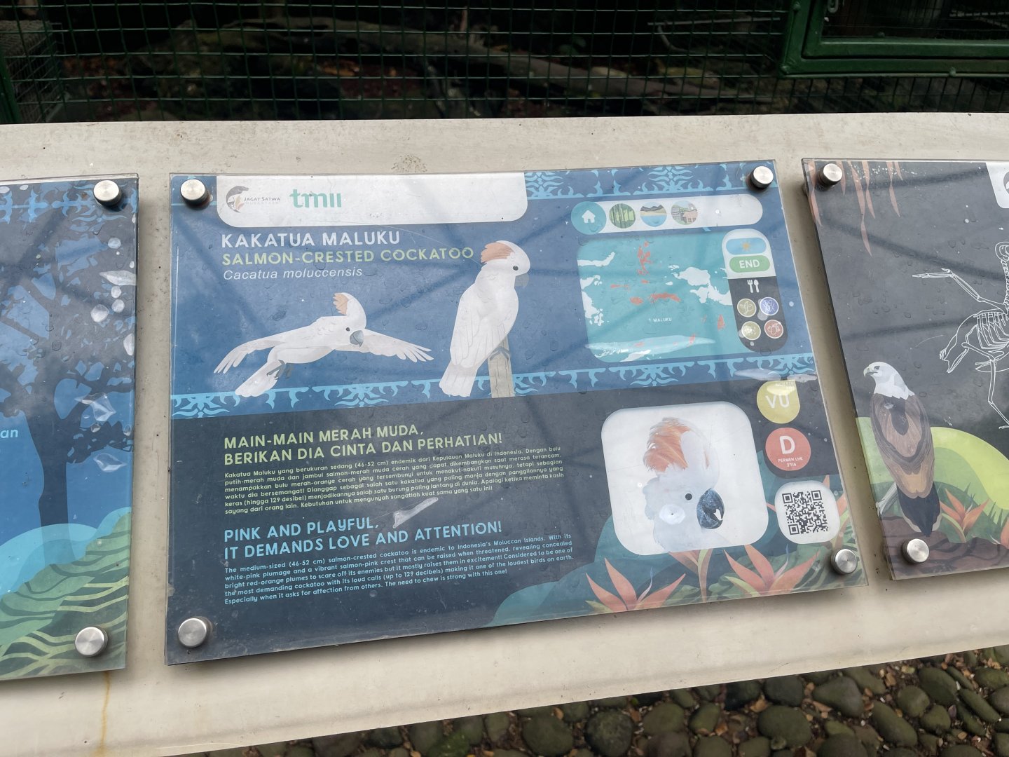 wallacea & sahul - salmon-crested cockatoo signage - taman burung