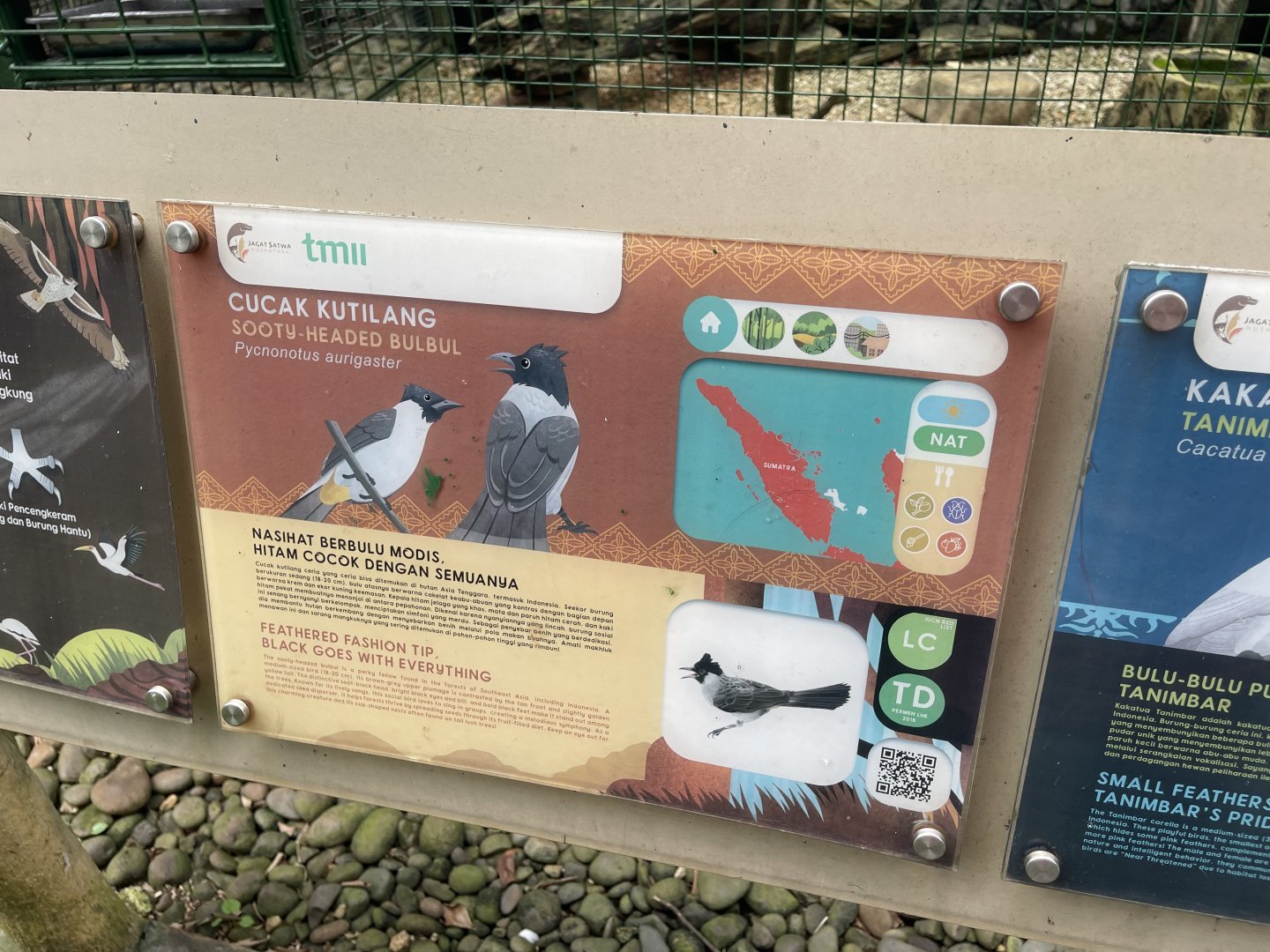 wallacea & sahul - sooty-headed bulbul signage - taman burung