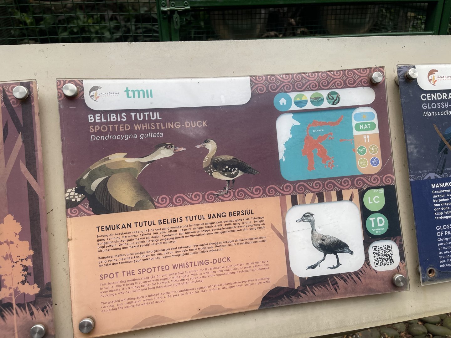 wallacea & sahul - spotted whistling duck signage - taman burung