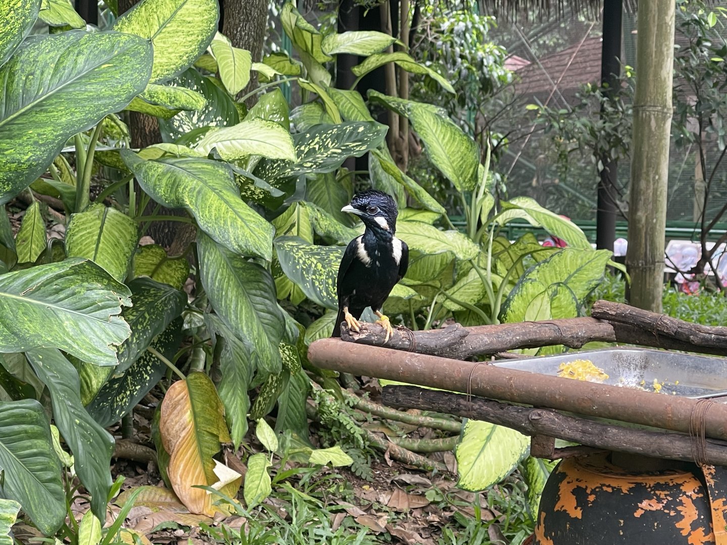 wallacea & sahul - sulawesi myna (basilornis celebensis) - taman burung