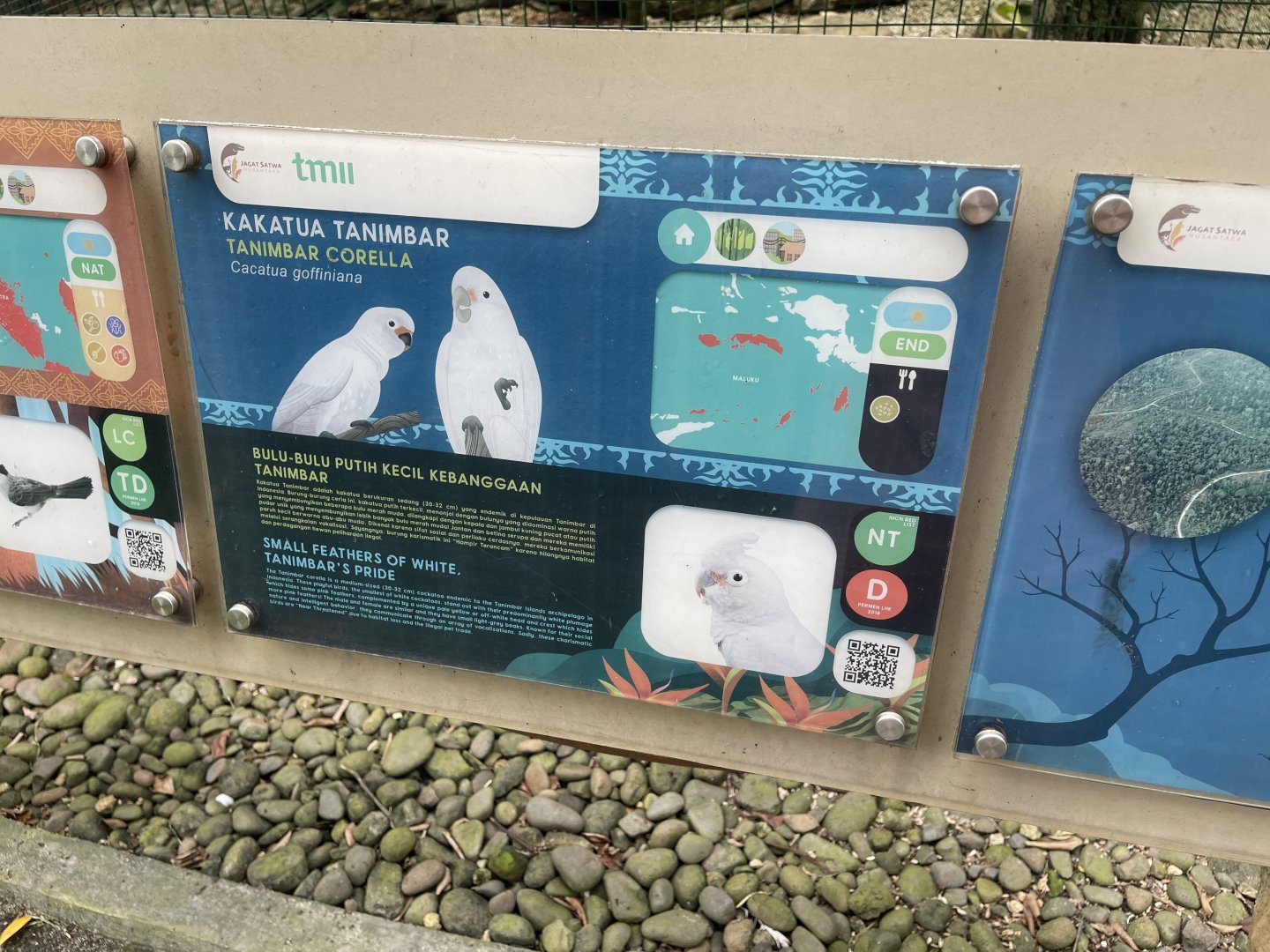wallacea & sahul - tanimbar corella signage - taman burung