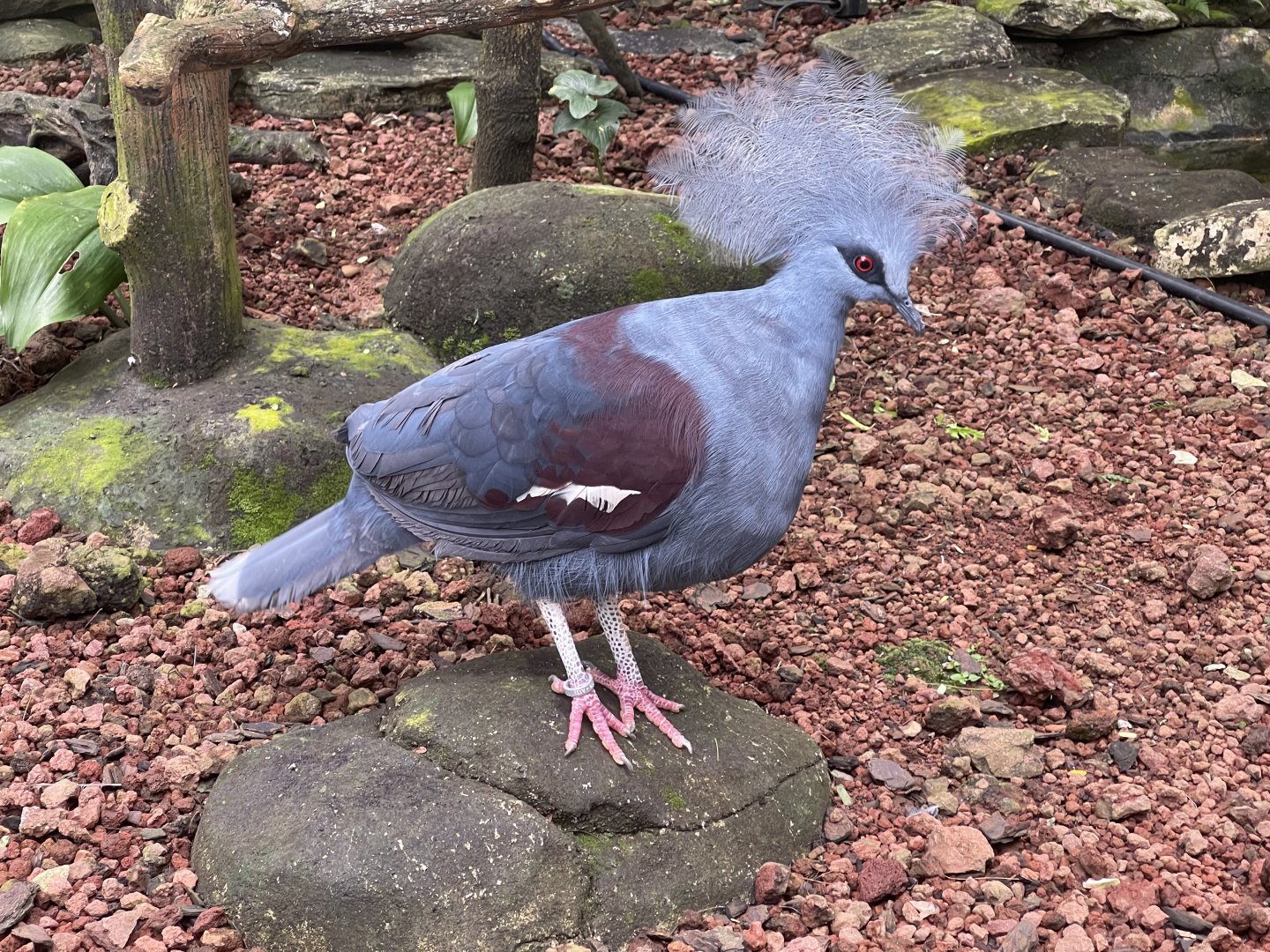 wallacea & sahul - western crowned pigeon (goura cristata) - taman burung