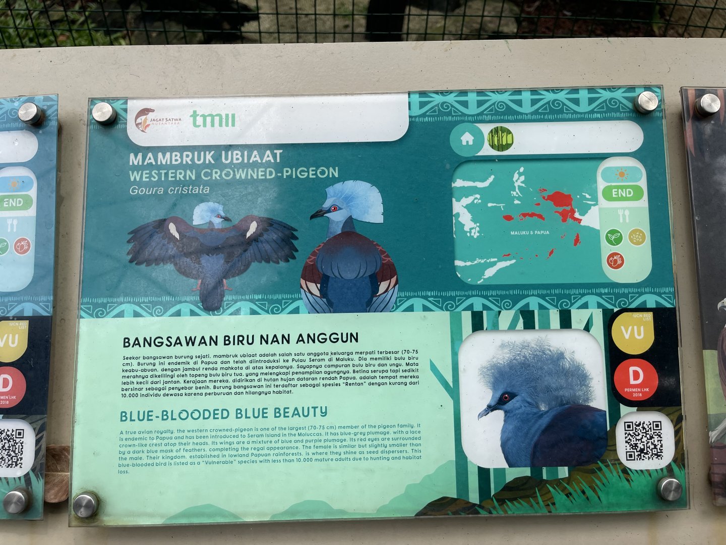 wallacea & sahul - western crowned pigeon - taman burung