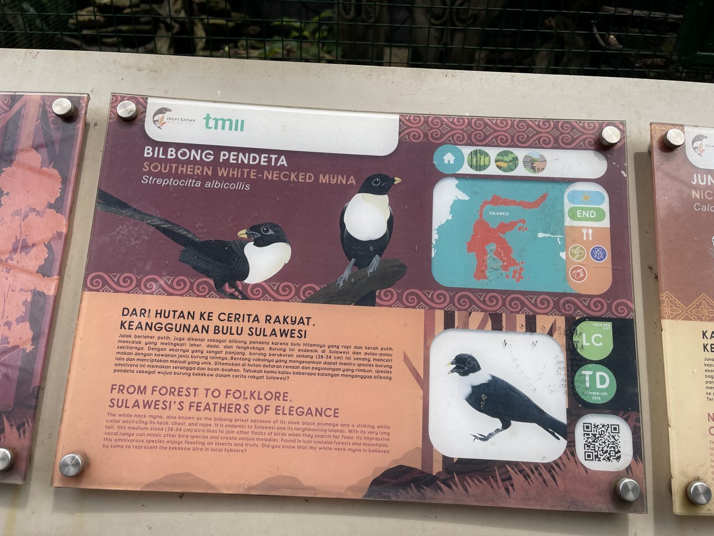 wallacea & sahul - white-necked myna (streptocitta albicollis) - taman burung