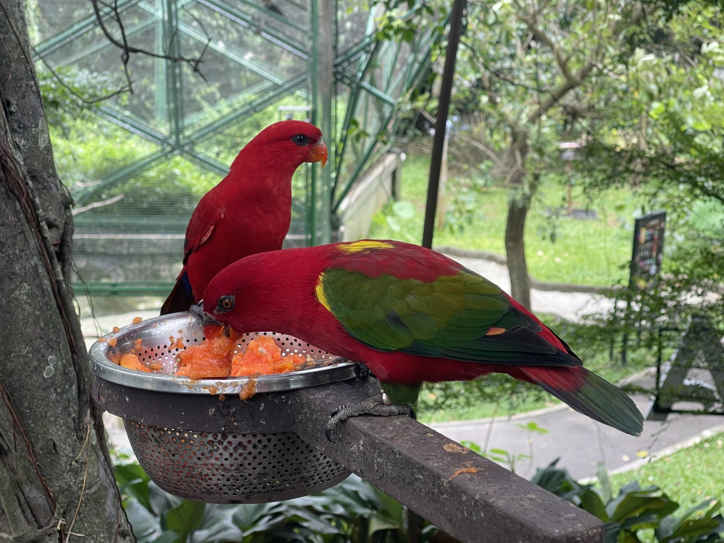 wallacea & sahul - yellow-backed chattering lory (lorius garrulus flavopalliatus) - taman burung
