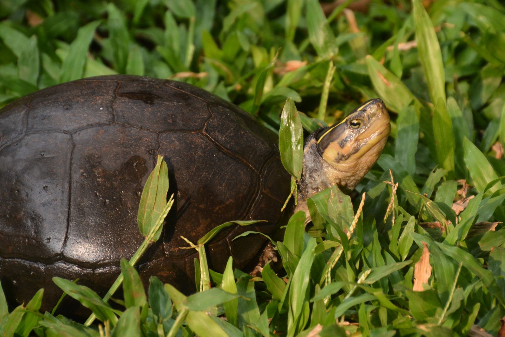 Wallacean box turtle (Cuora amboinensis amboinensis)