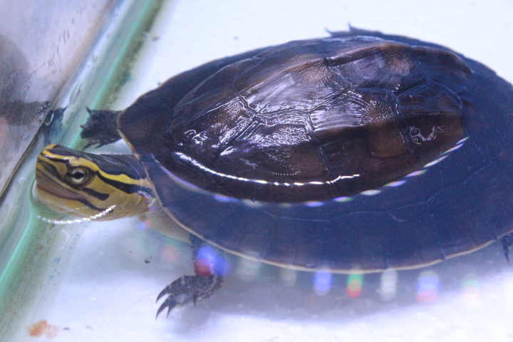 Wallacean box turtle (Cuora amboinensis amboinensis)