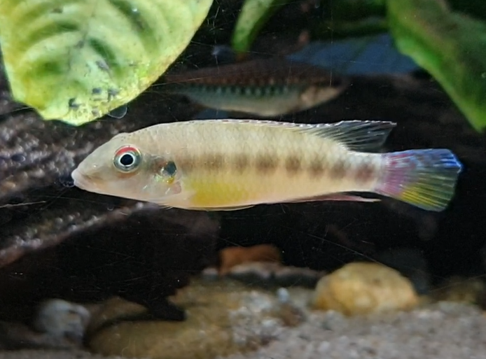 Wallaceochromis humilis