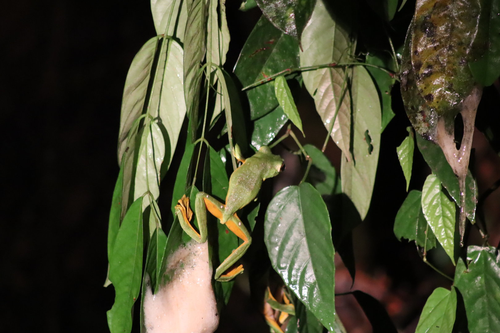 Wallace's flying frog - Danum Valley Field Centre, 18 June 2023