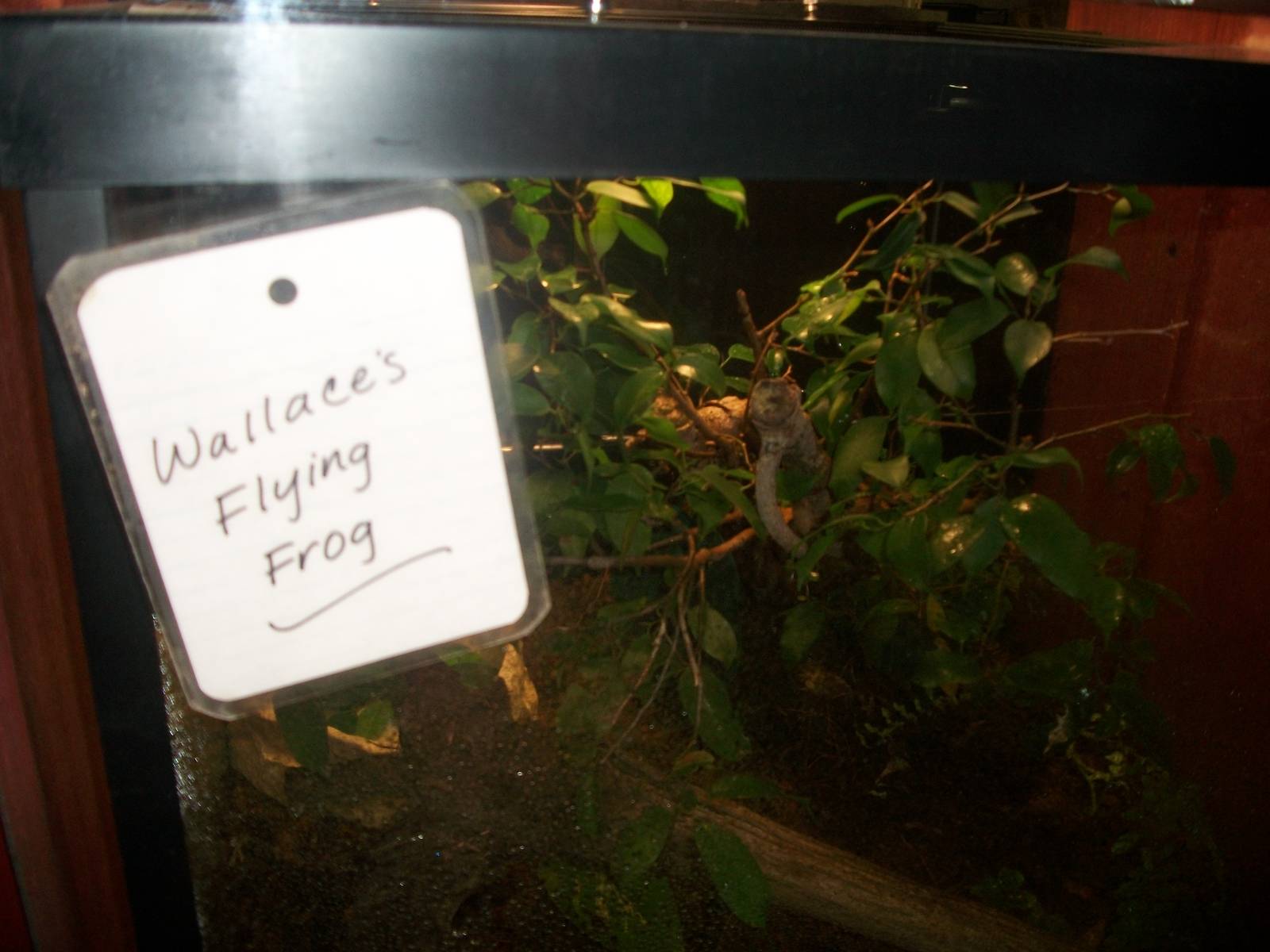Wallace's Flying Frog Exhibit
