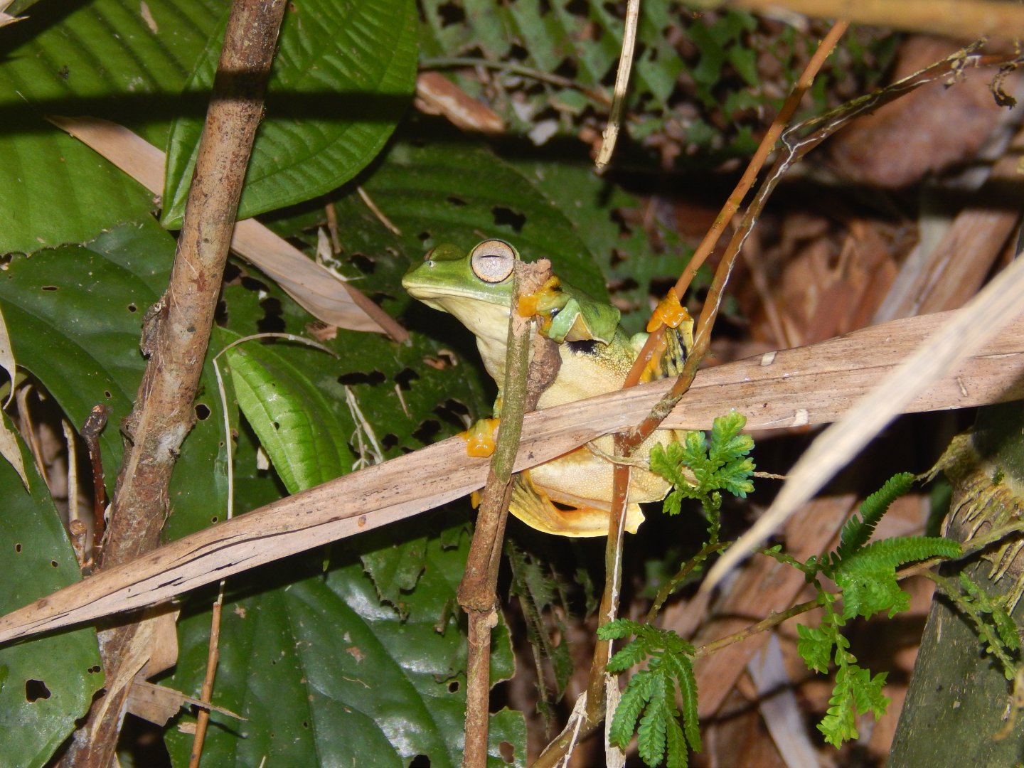 Wallace's Flying Frog (Rhacophorus nigropalmatus)