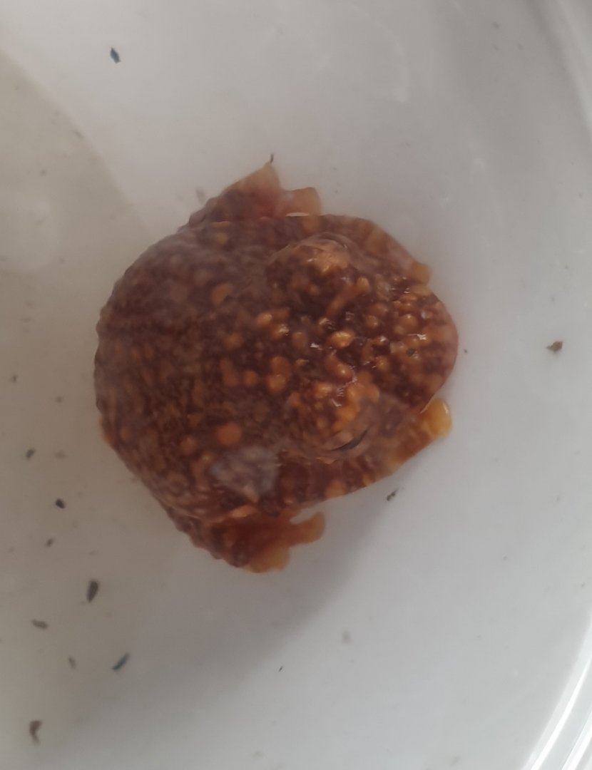 Wallace's flying frog - Rhacophorus nigropalmatus