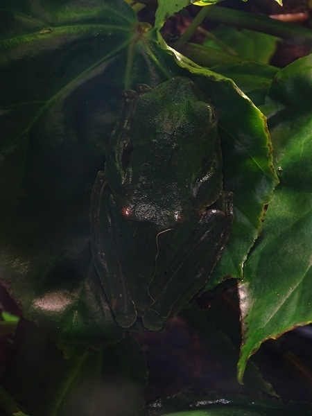 Wallace's flying frog (Rhacophorus nigropalmatus)
