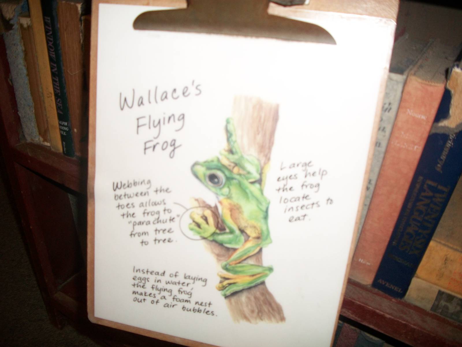Wallace's Flying Frog Sign
