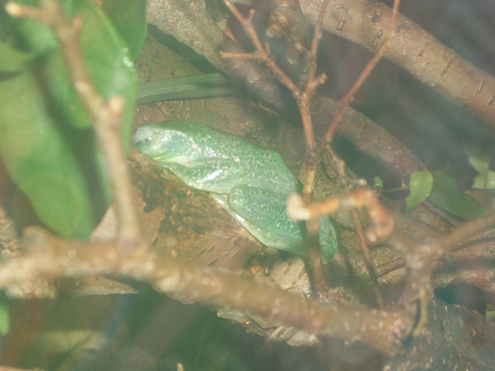 Wallace's Flying Frog