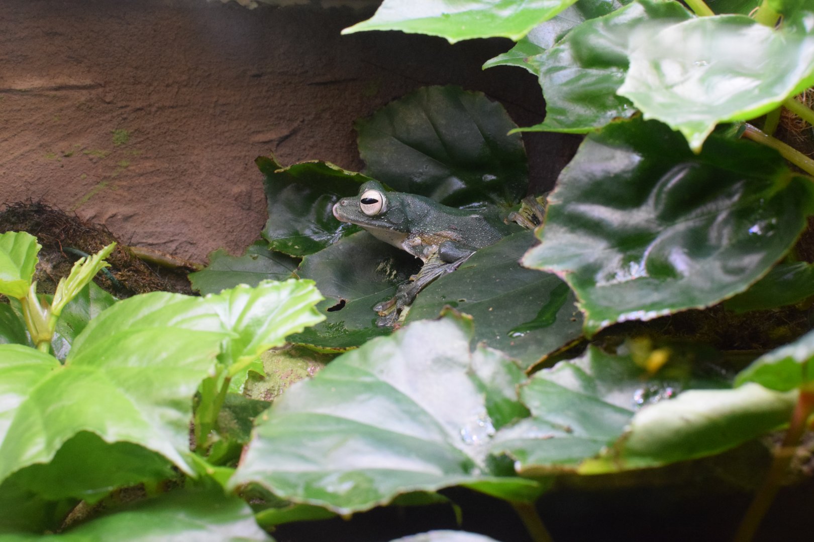 Wallace's flying frog