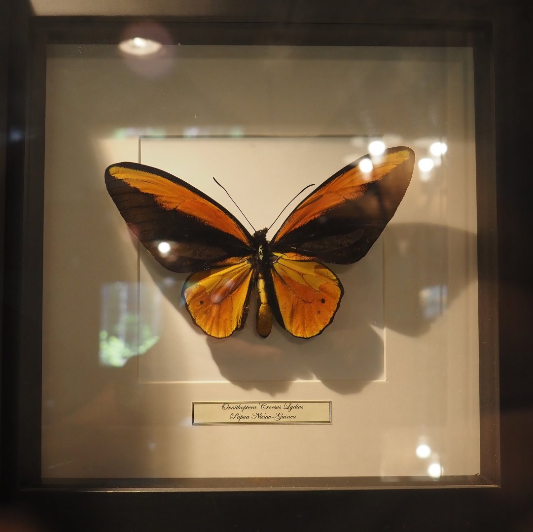 Wallace's golden birdwing (Ornithoptera croesus lydius) specimen, 2025-04-12