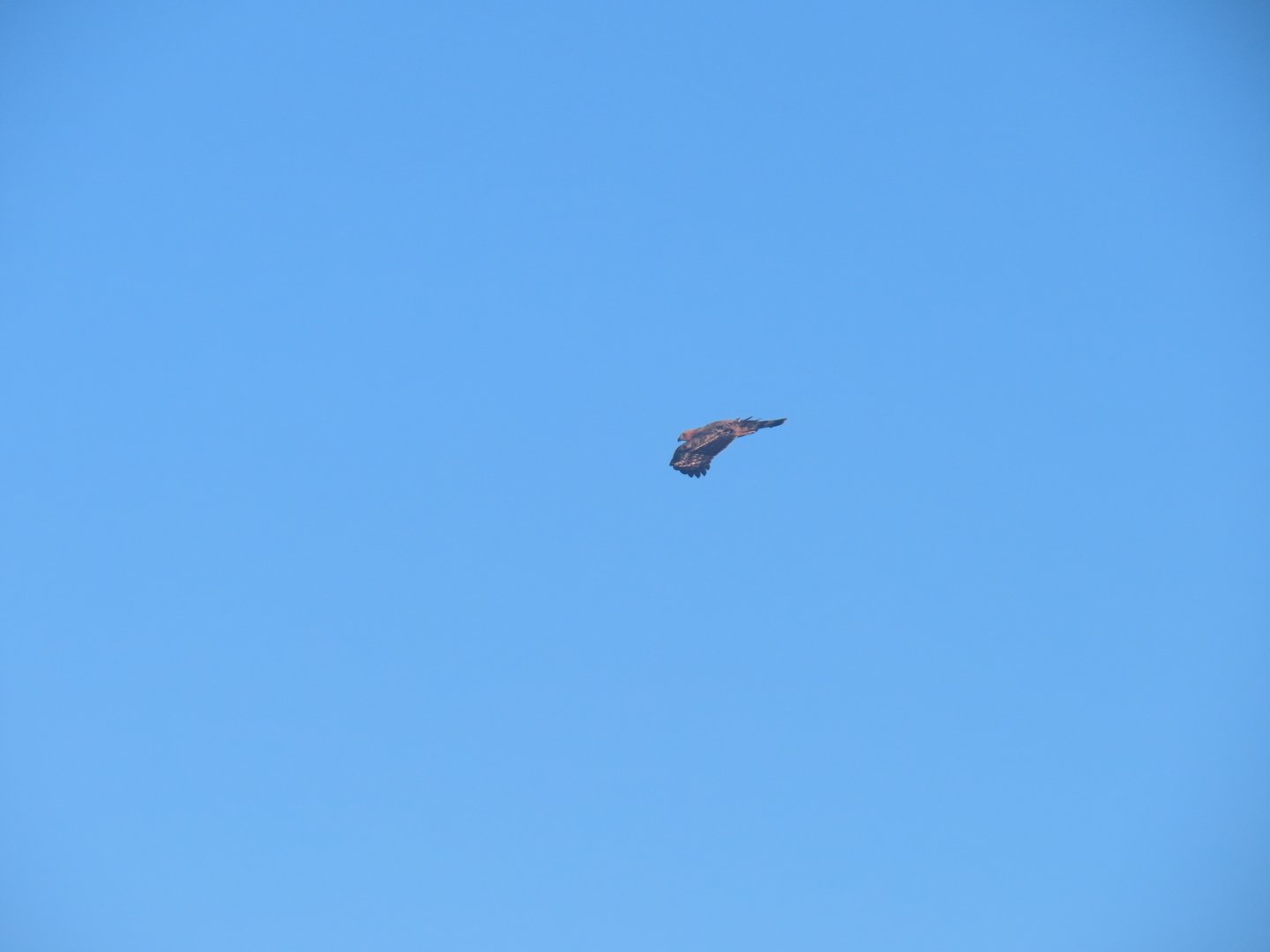 Wallace's hawk-eagle (Nisaetus nanus)