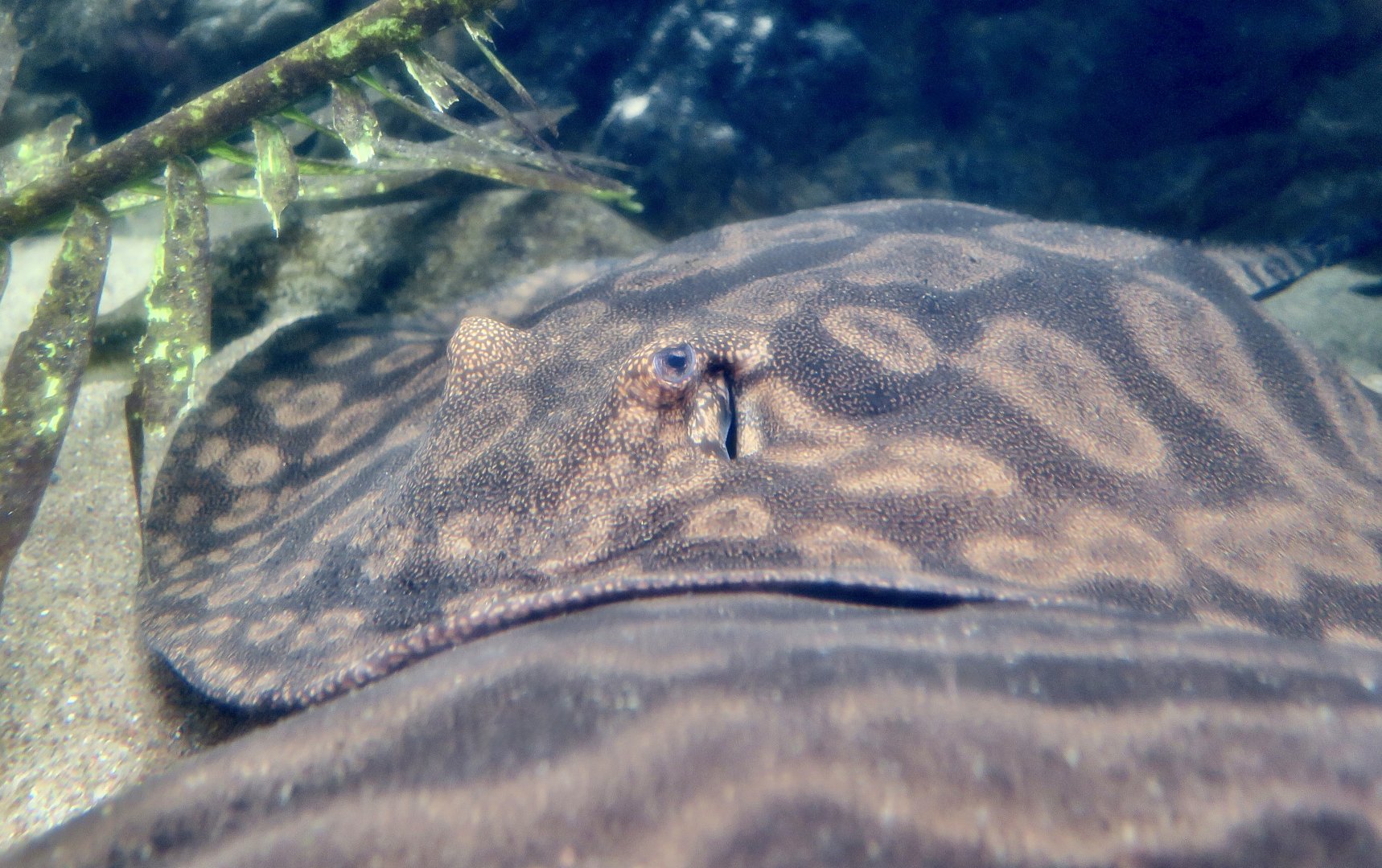 Wallace's River Stingray (Potamotrygon wallacei)