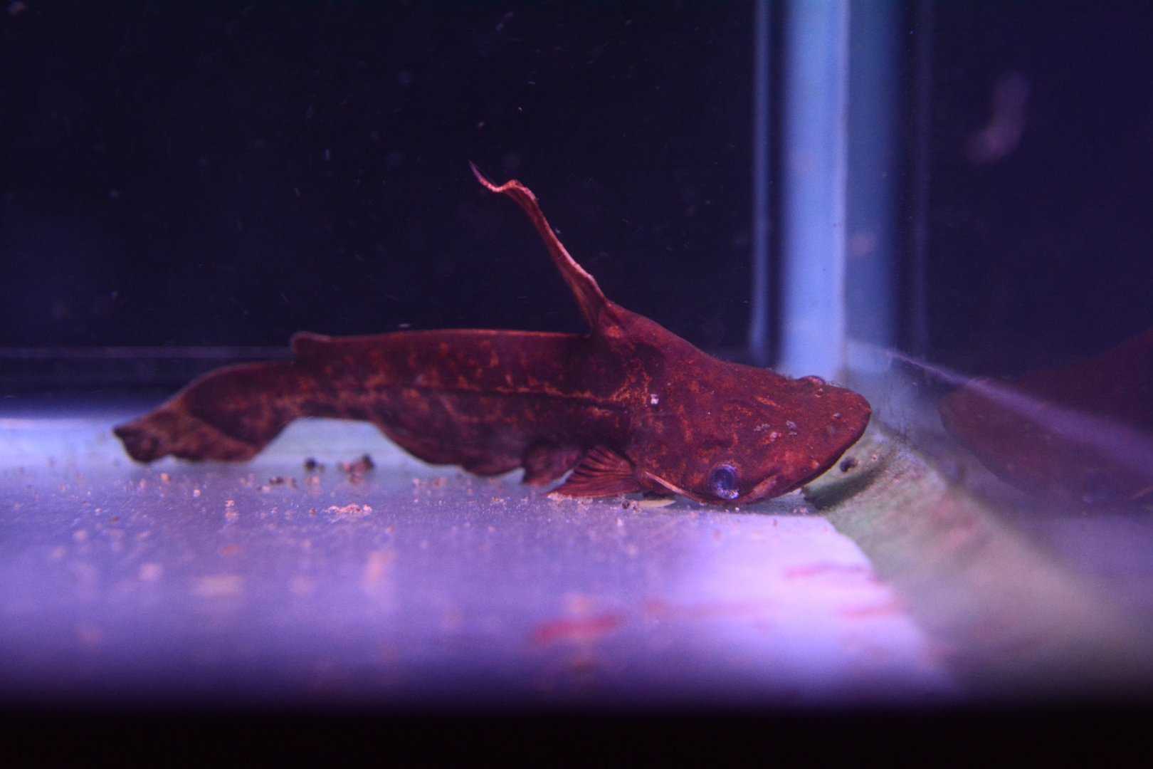 Wallace's shoehead cat (Tetranematichthys wallacei)