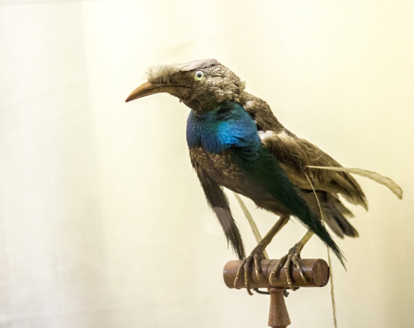 Wallace's standardwing, Semioptera wallacii (taxidermied)