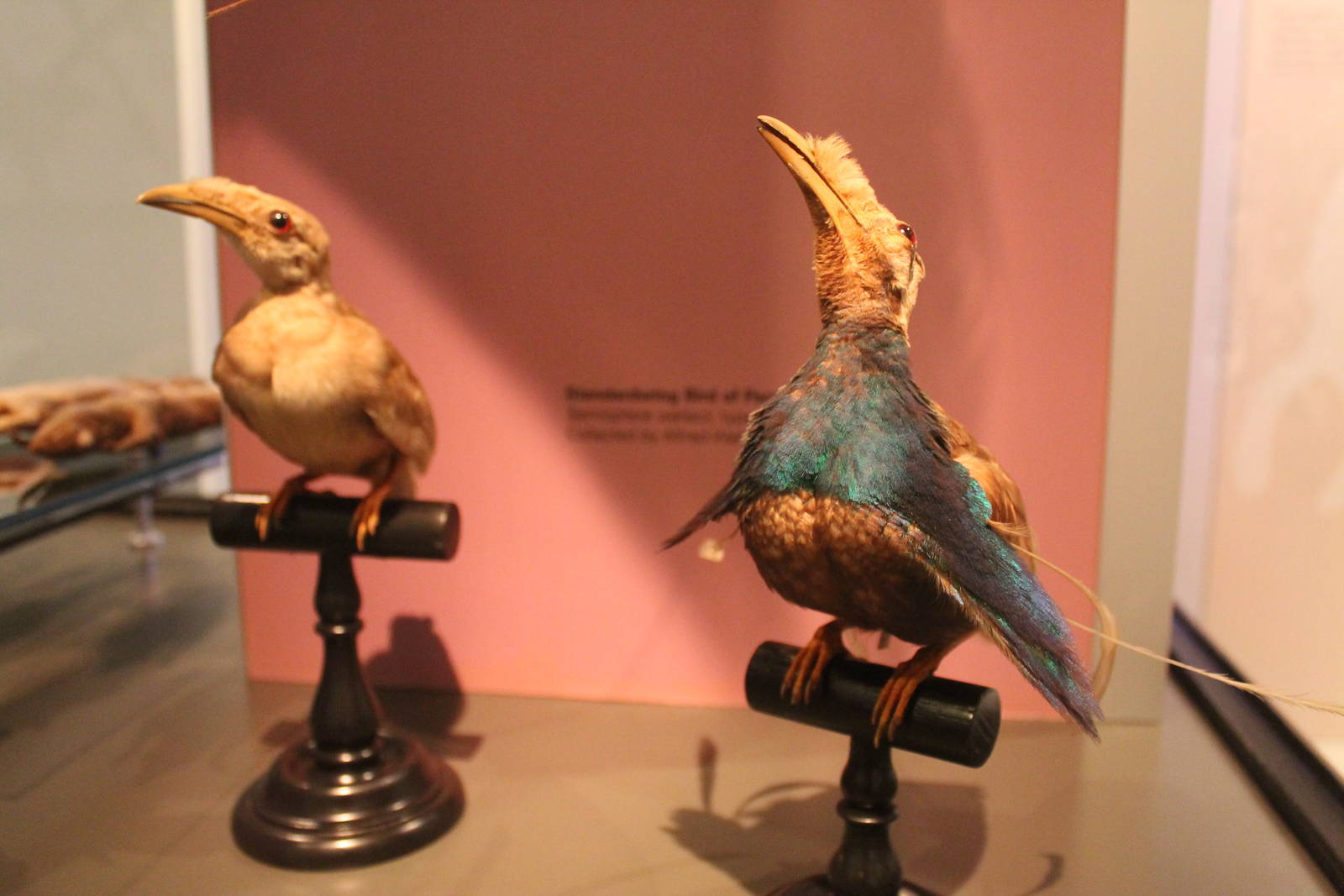 Wallace's Standardwing (Semioptera wallacii)