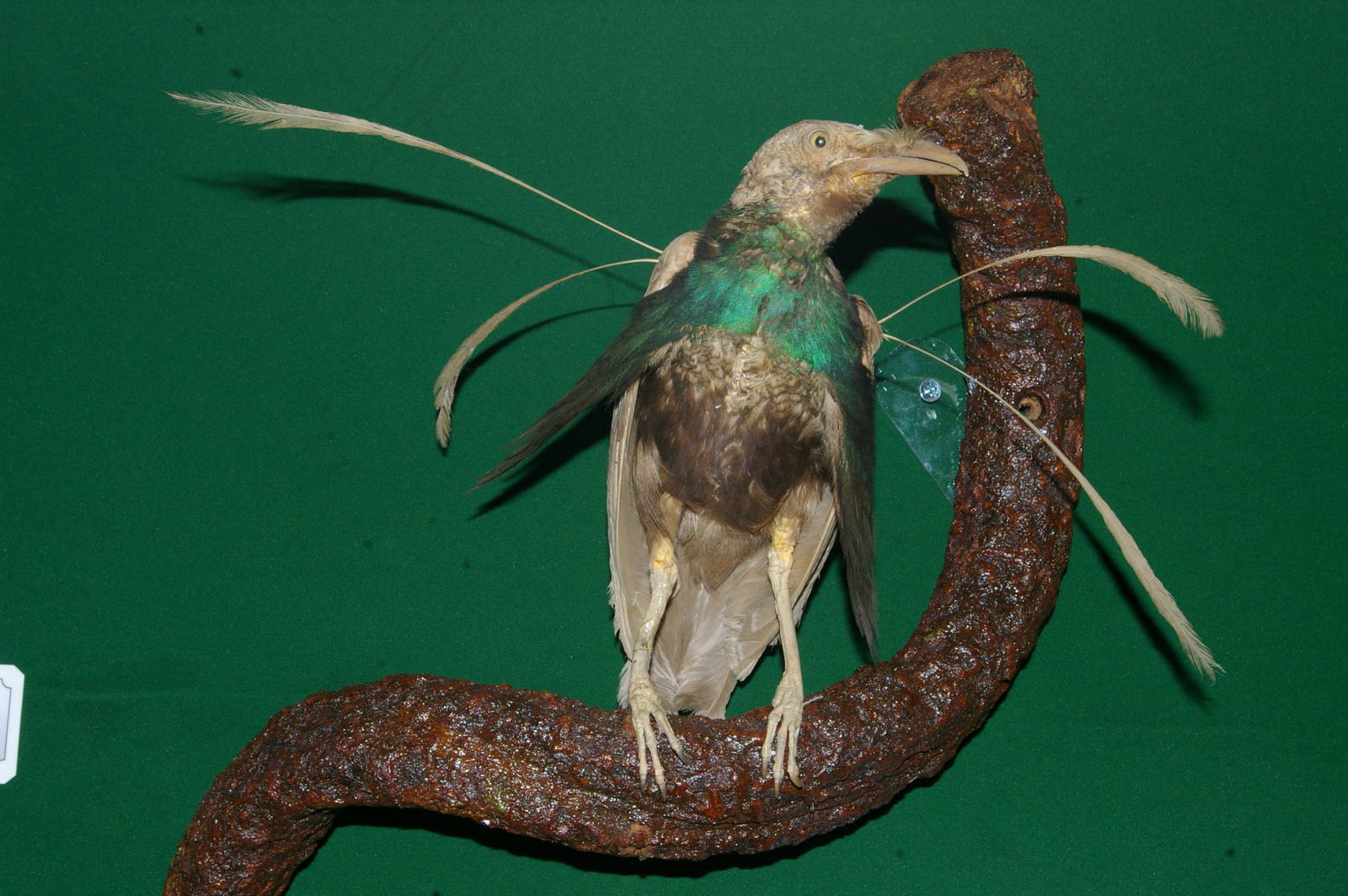 Wallaces standardwing (Semioptera wallacii)