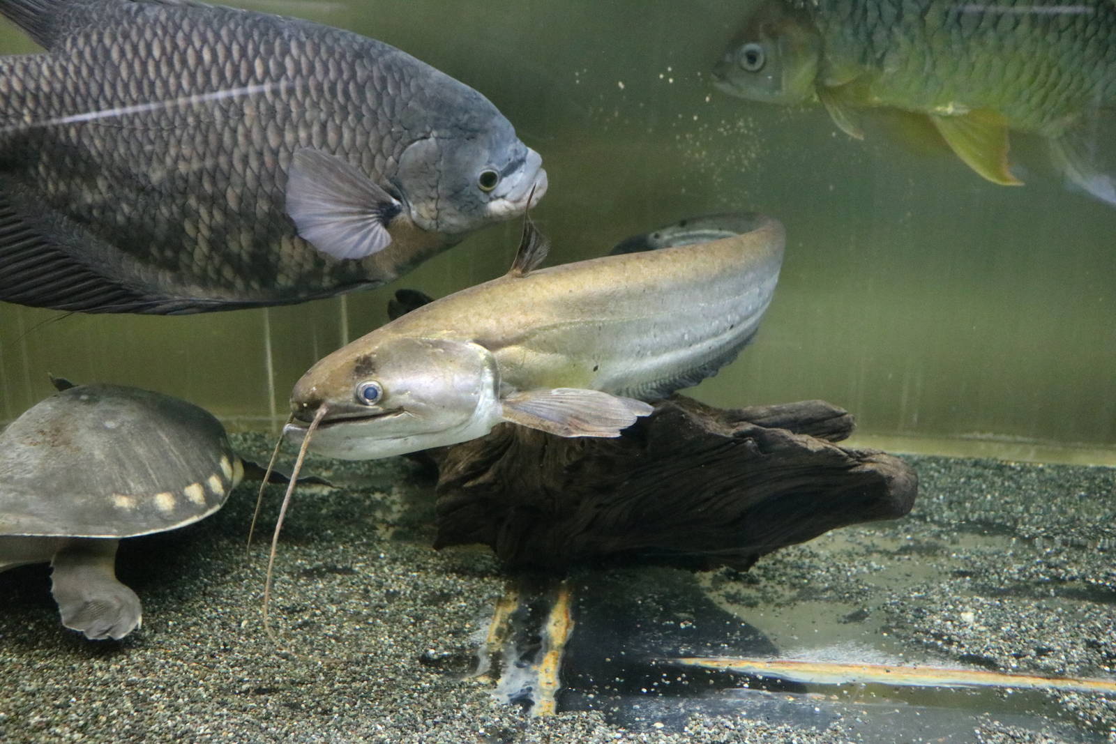 Wallago - Tokyo Tower Aquarium, February 2016