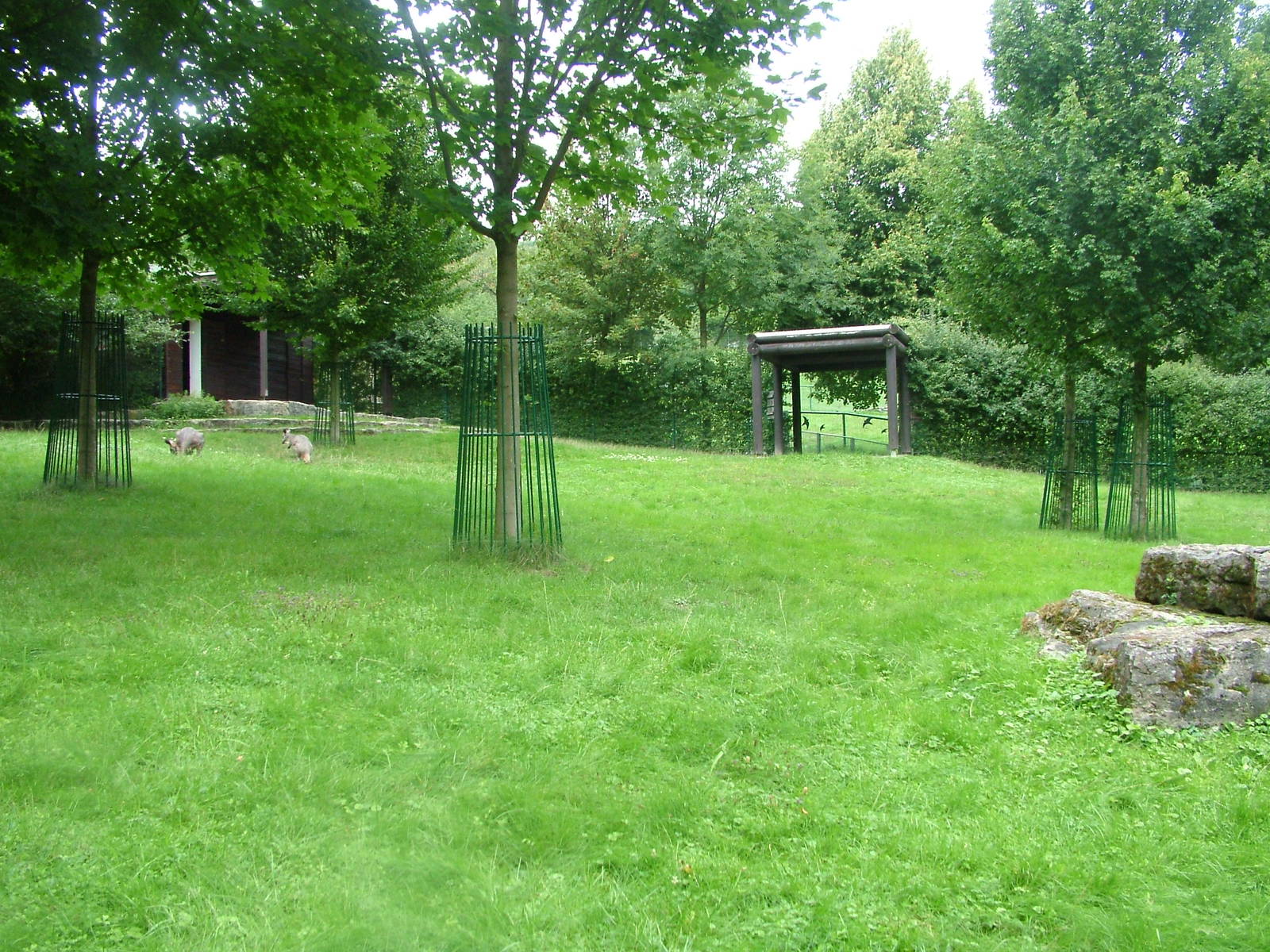 Wallaroo Exhibit at Opel-Zoo Kronberg, 30/08/10