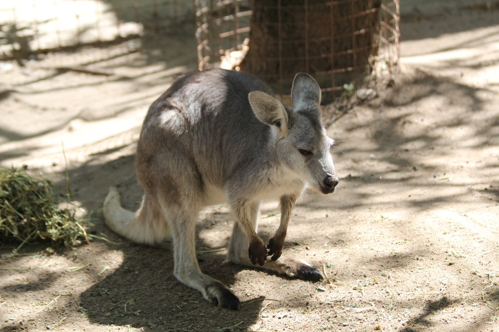 Wallaroo female