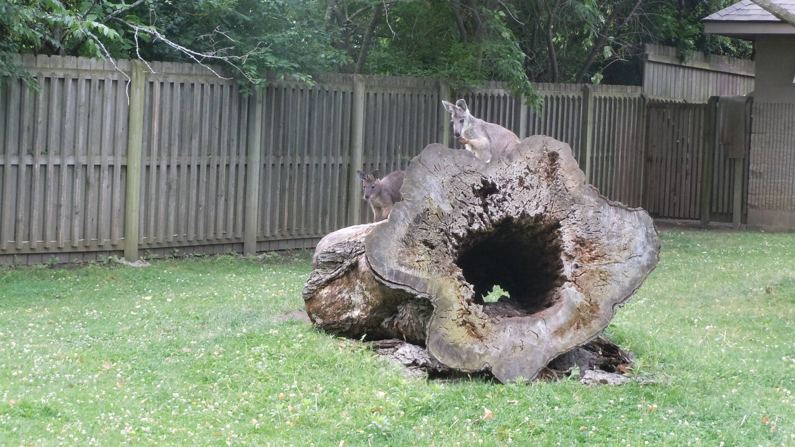 Wallaroo in a walk-thru exhibit.