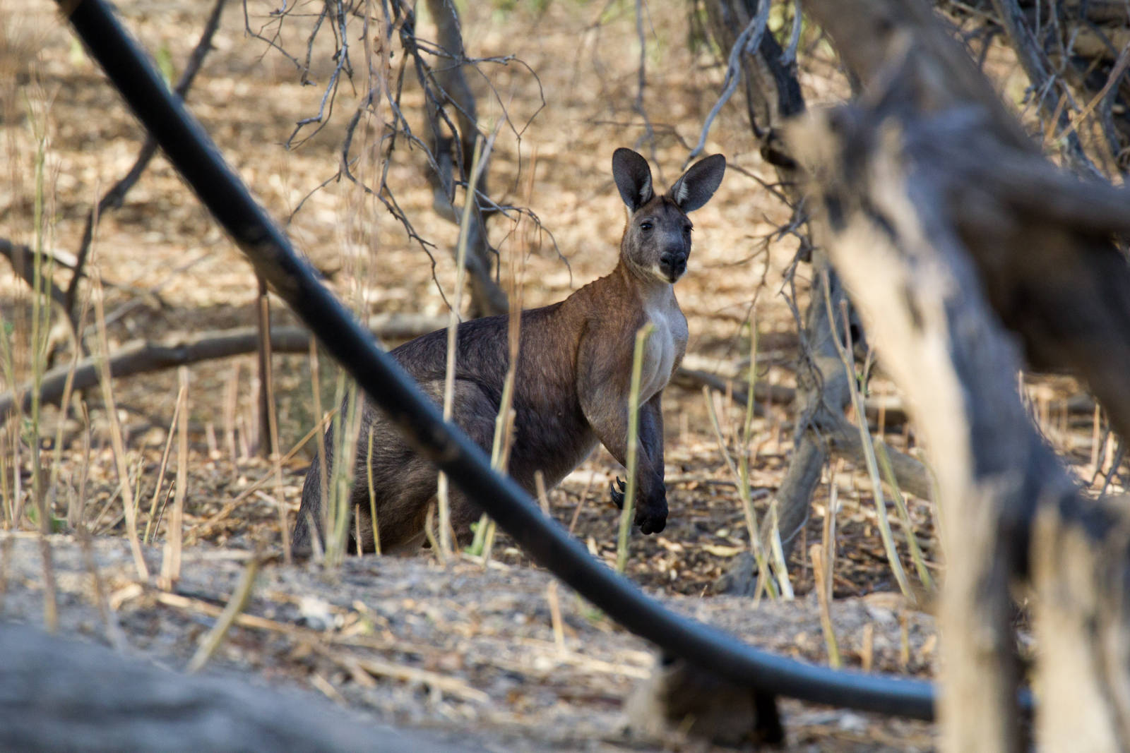 Wallaroo male