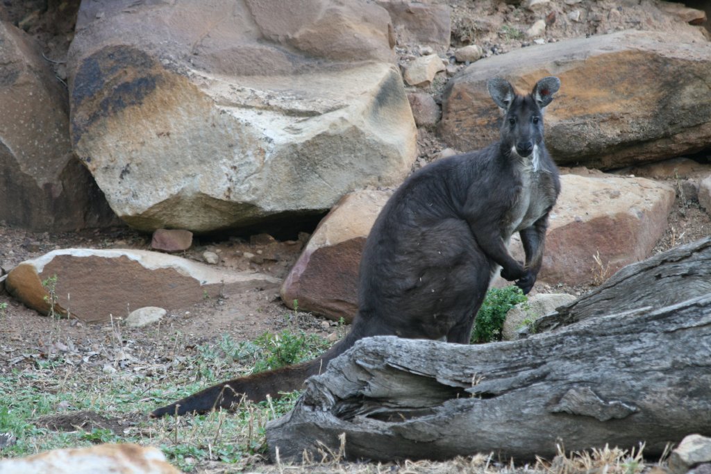 Wallaroo male