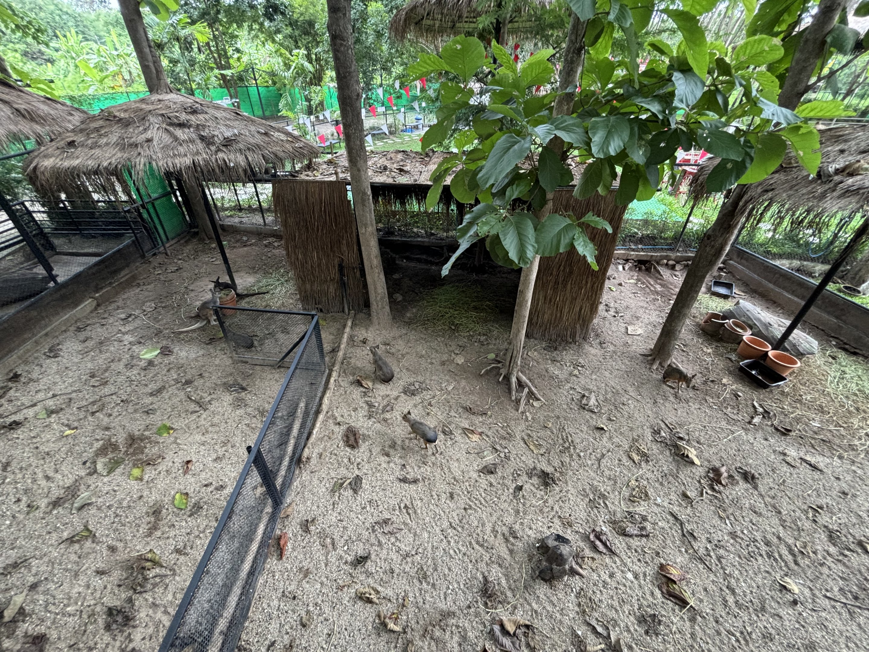 Wallaroo/Mara Exhibit - Lanna Mini Zoo