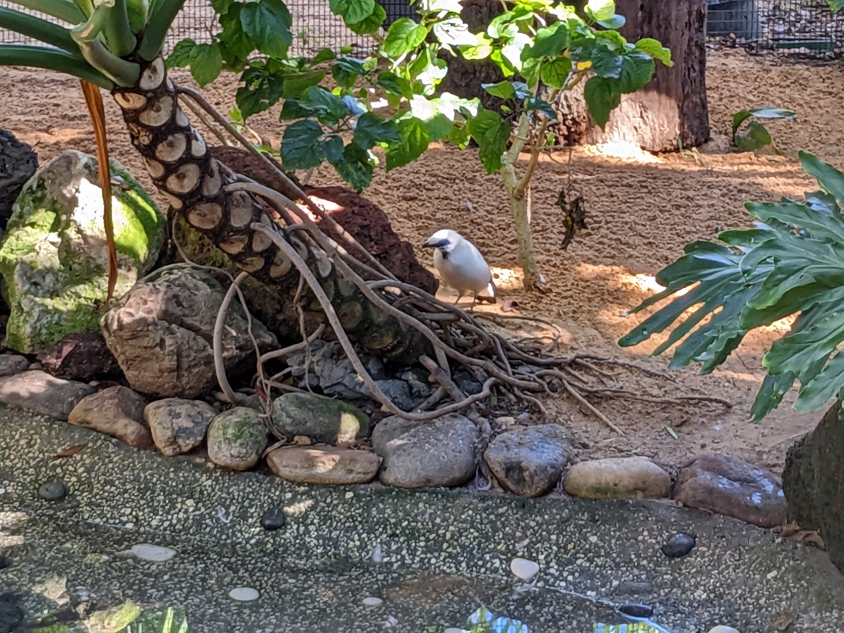 Wallaroo Station - Australasian Aviary Bali Myna