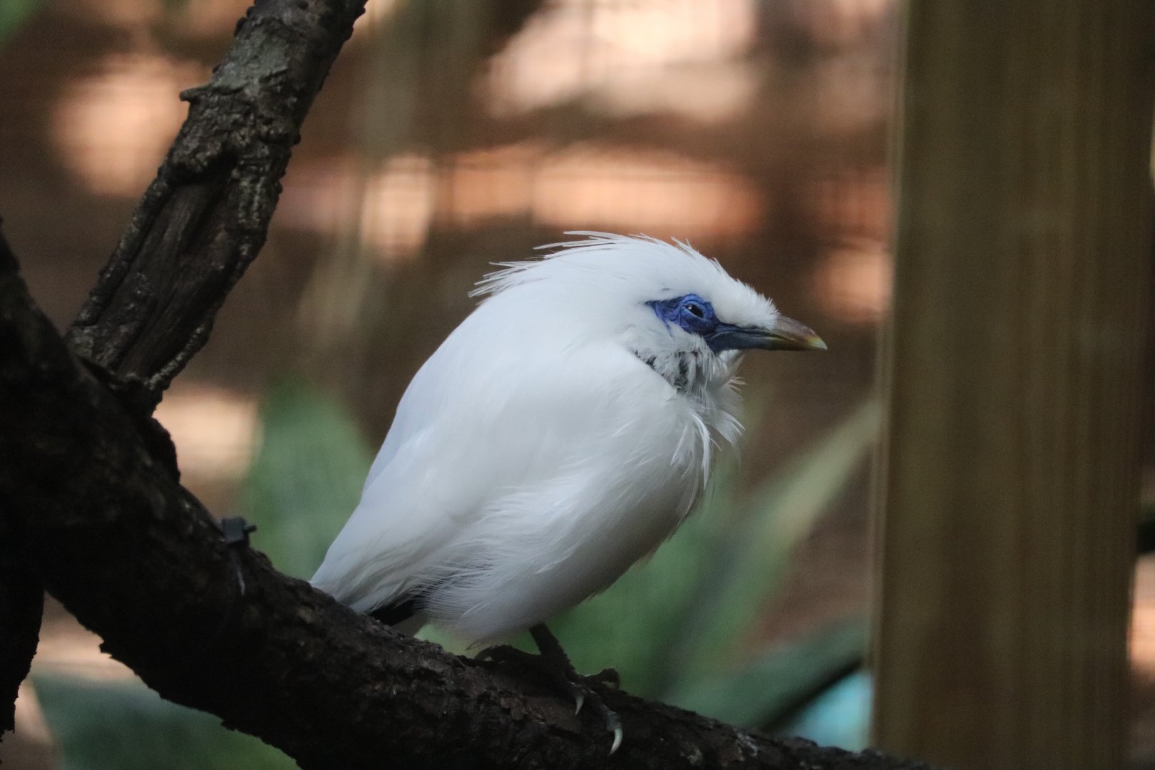 Wallaroo Station - Bali Myna
