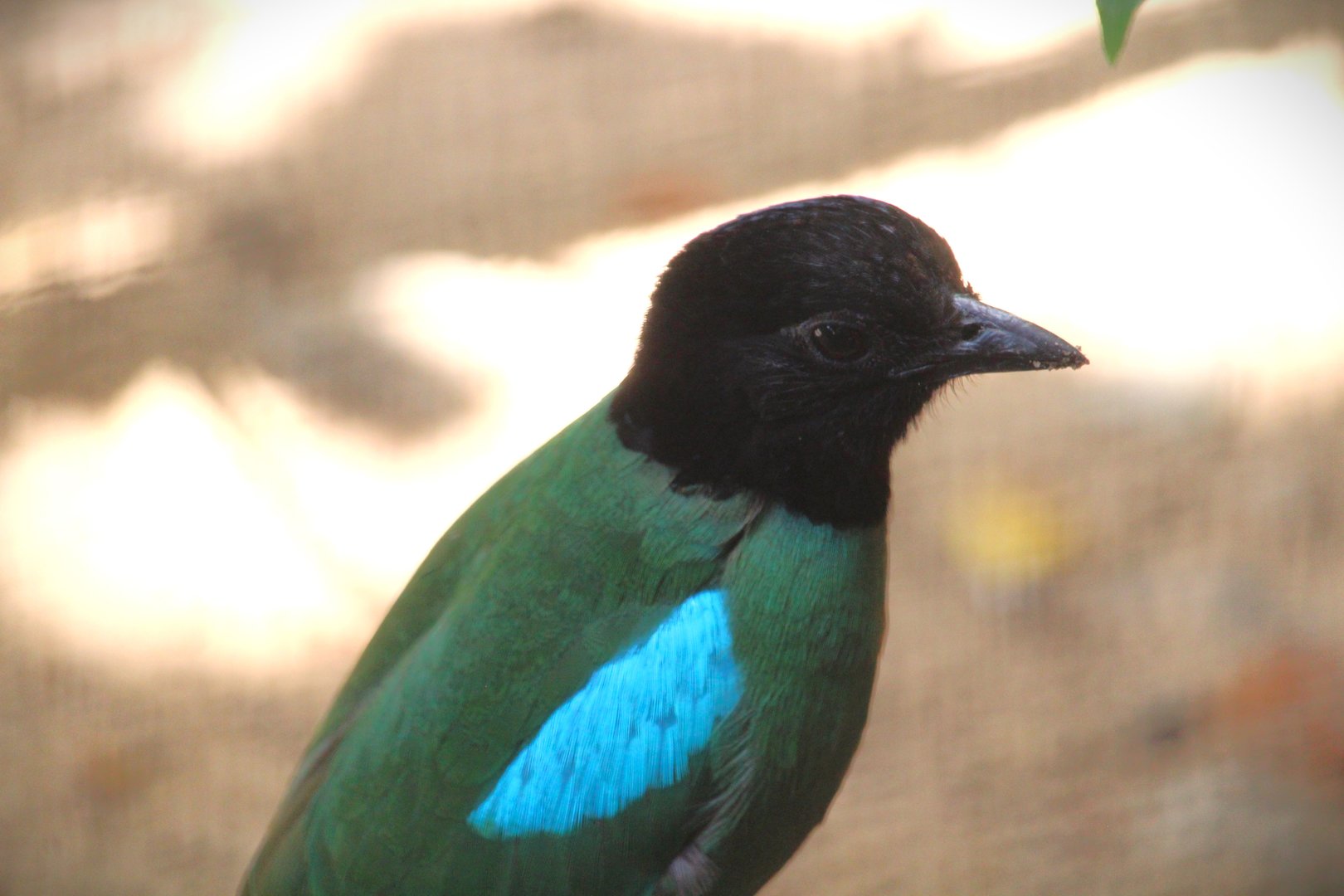 Wallaroo Station Children's Zoo - Hooded Pitta