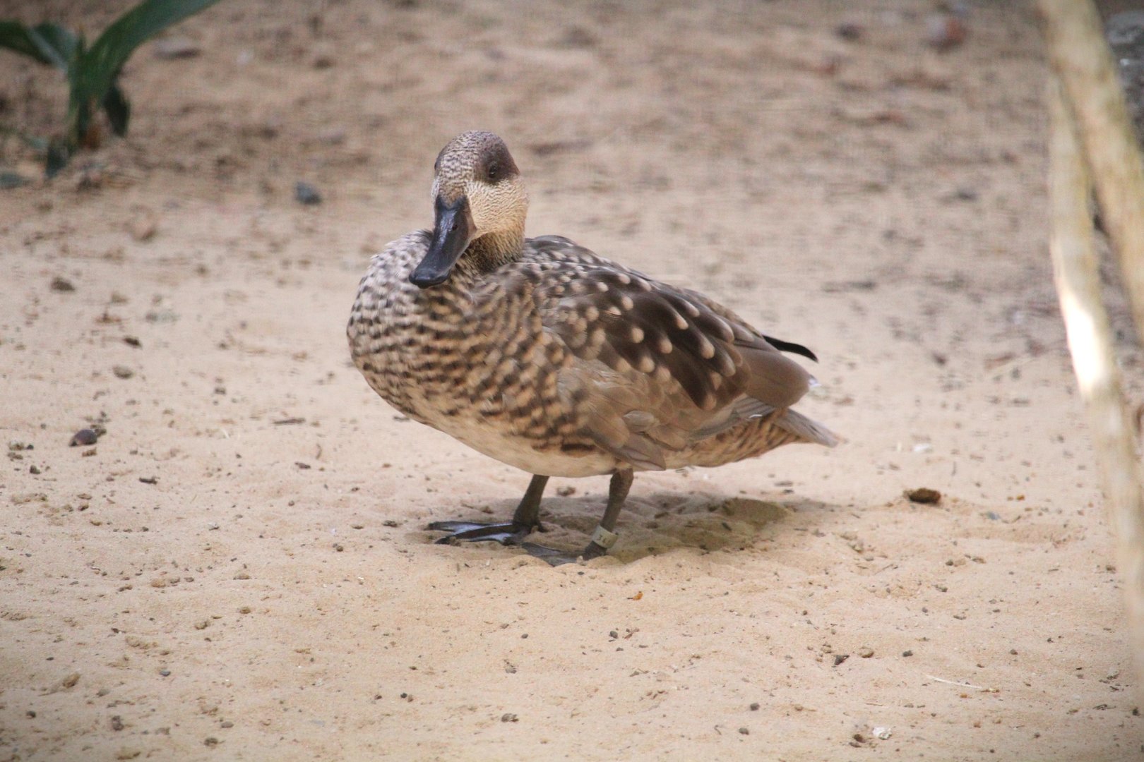 Wallaroo Station Children's Zoo - Marbled Duck
