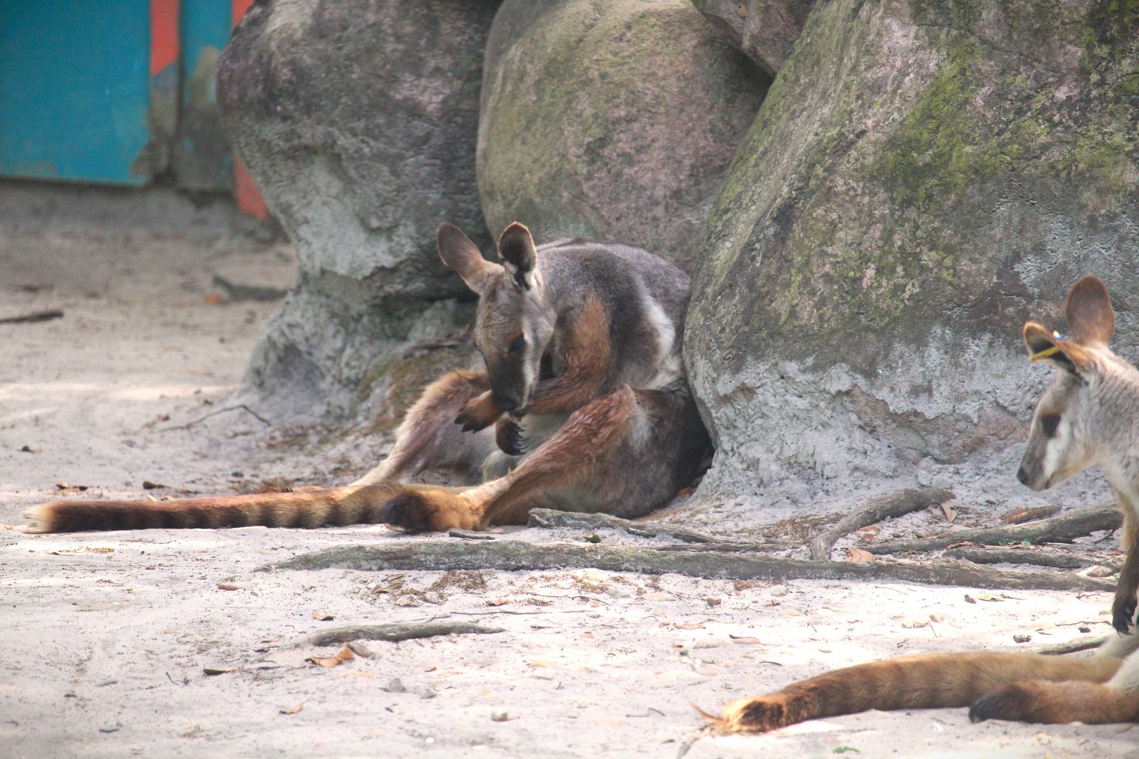 Wallaroo Station Children's Zoo - Yellow-footed Rock-Wallaby
