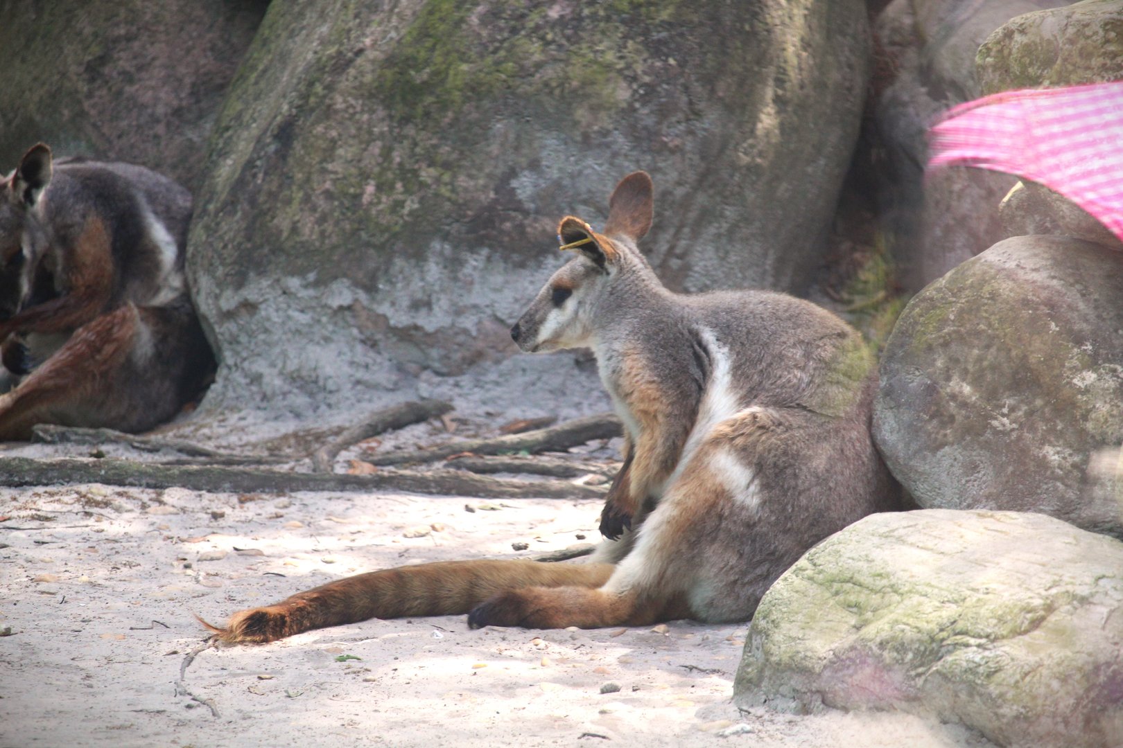 Wallaroo Station Children's Zoo - Yellow-footed Rock-Wallaby