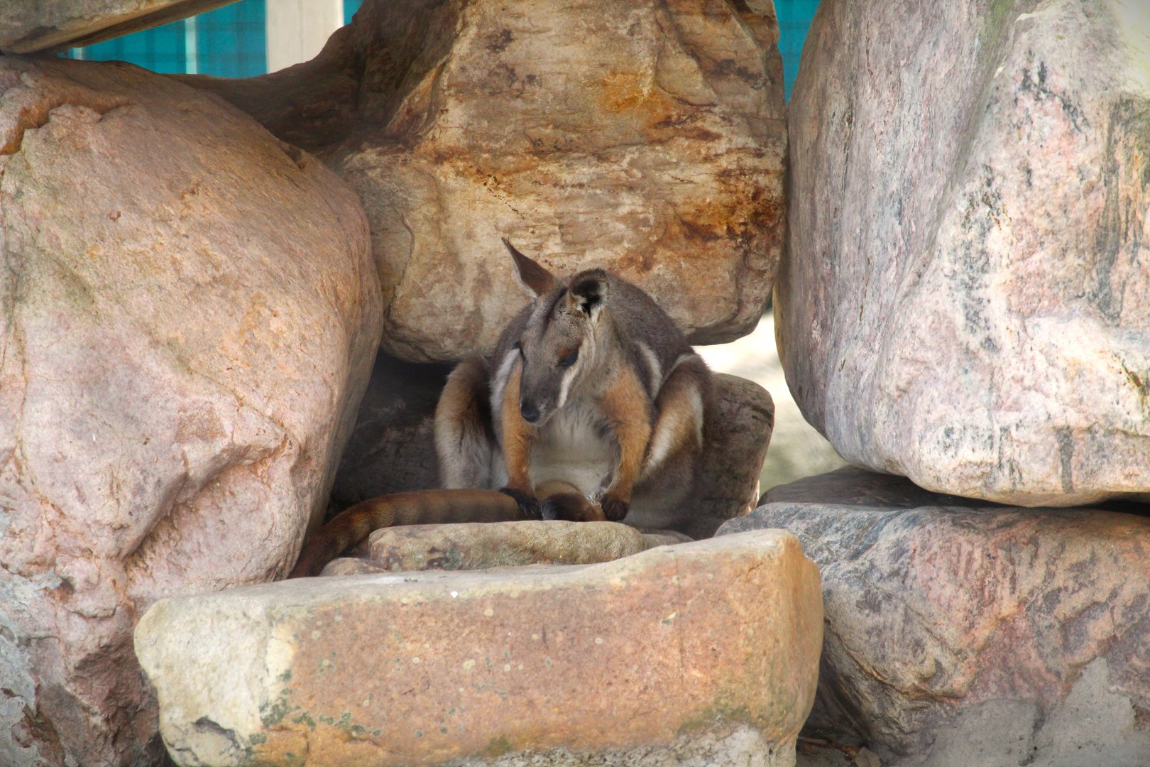 Wallaroo Station Children's Zoo - Yellow-footed Rock-Wallaby